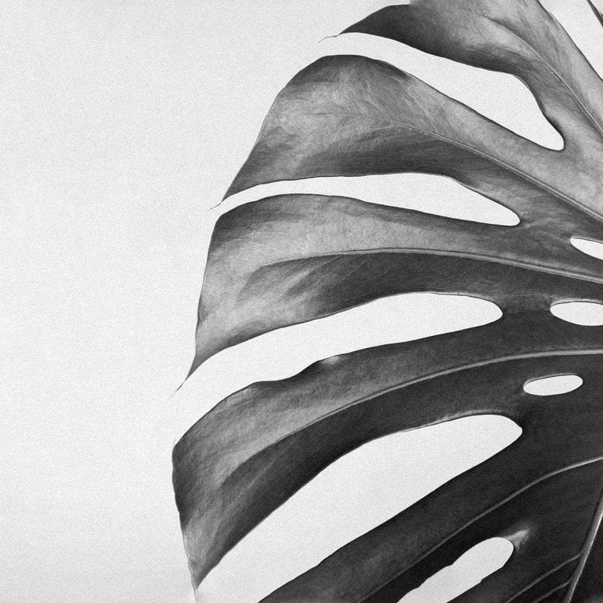 Monstera — Fotoğraf